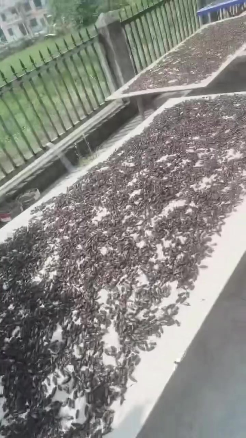 【实力推荐】干品蟋蟀自家养殖品质保证支持视频看货
