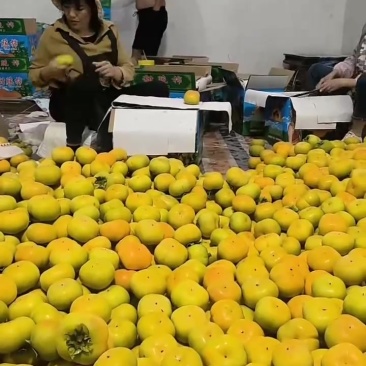 保山脆柿原产地发货，物美价廉，品质有保障。