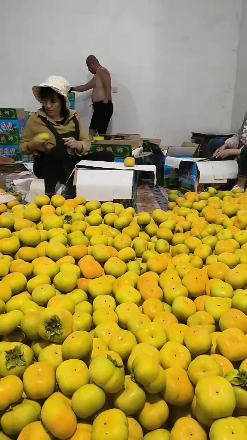 保山脆柿原产地发货，物美价廉，品质有保障。