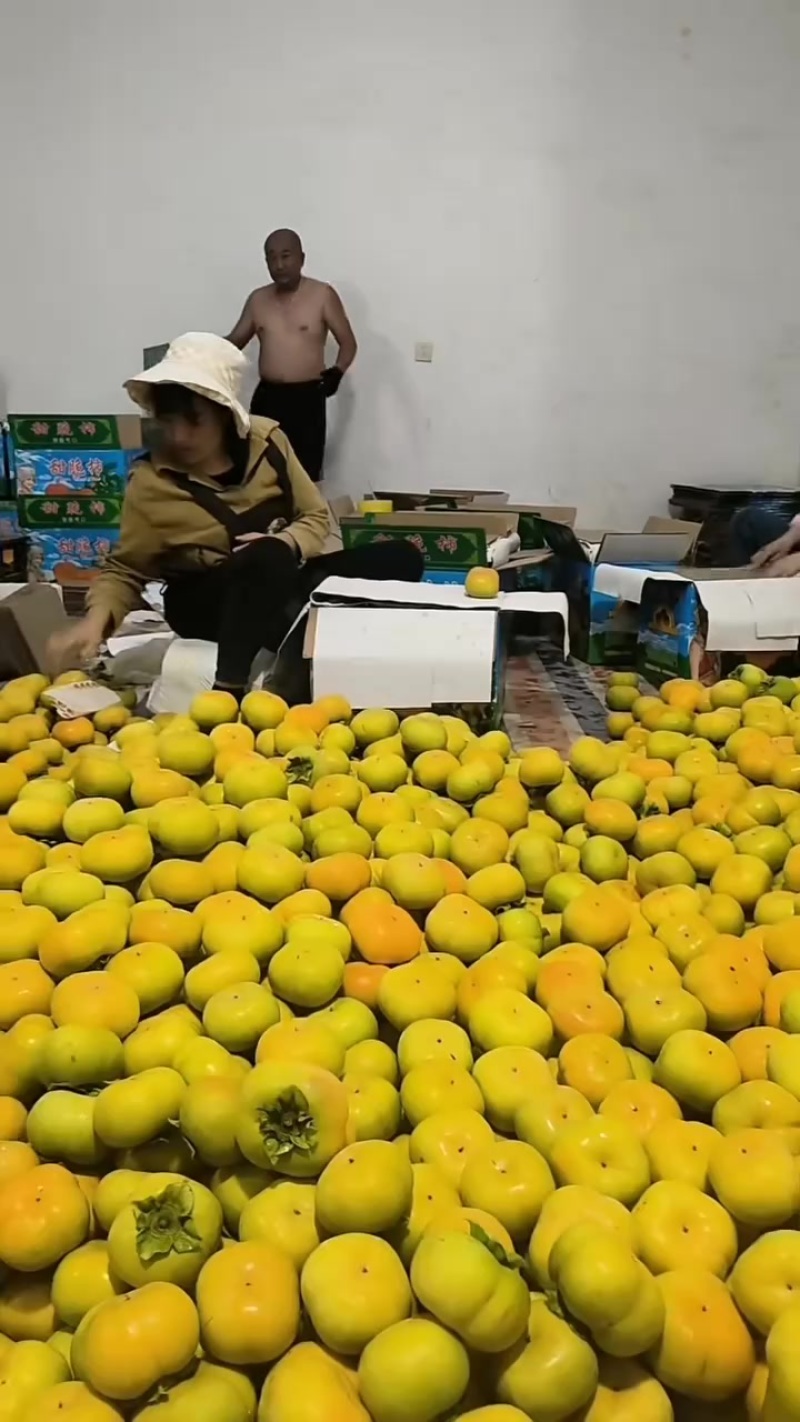 保山脆柿原产地发货，物美价廉，品质有保障。