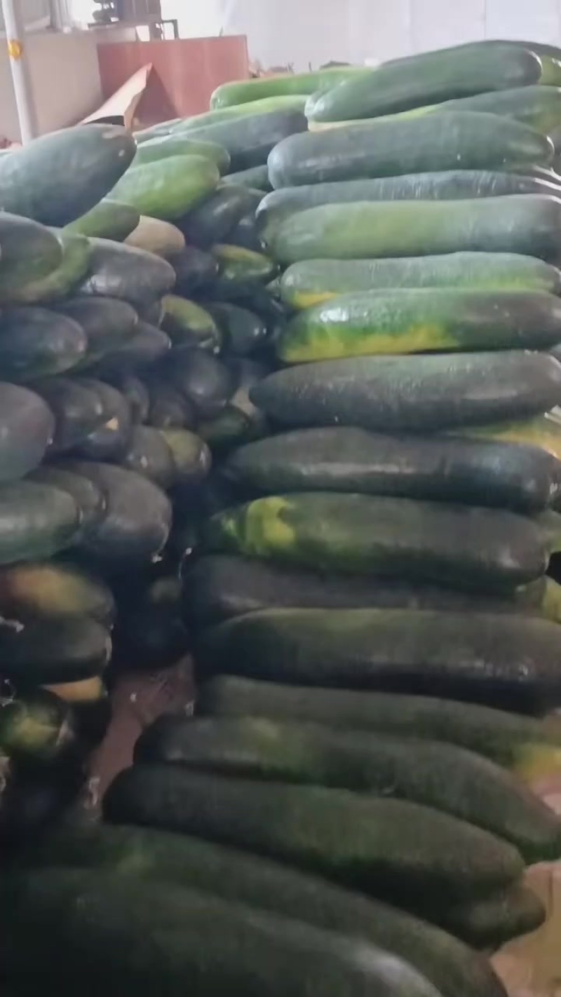 河南精品冬瓜