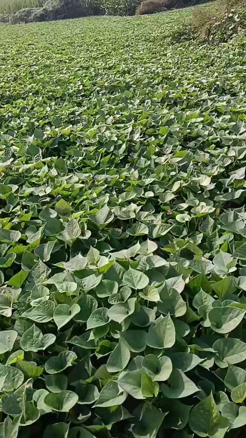 板栗薯