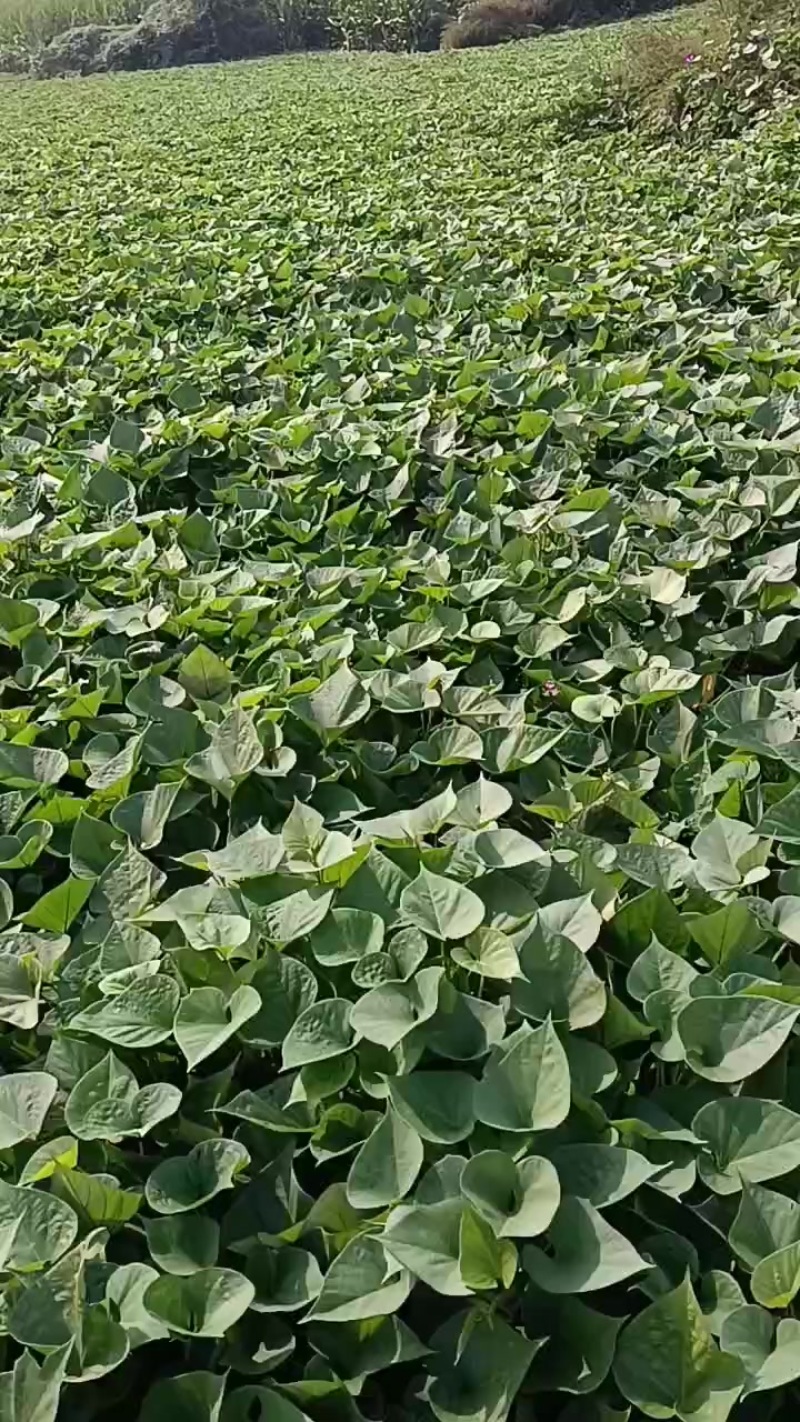 板栗薯