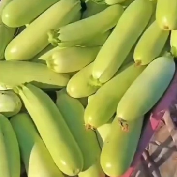 每天提供大量蔬菜