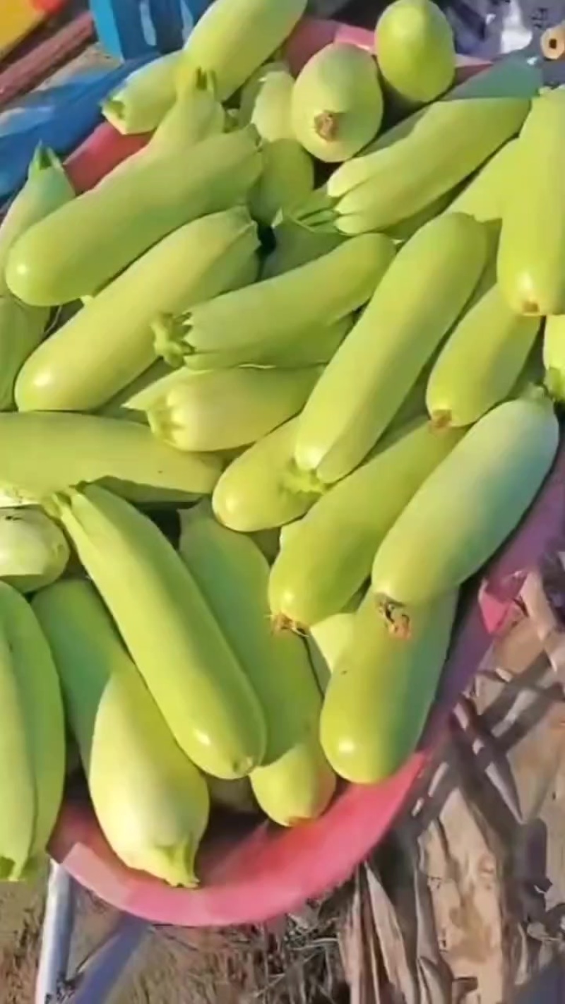 每天提供大量蔬菜
