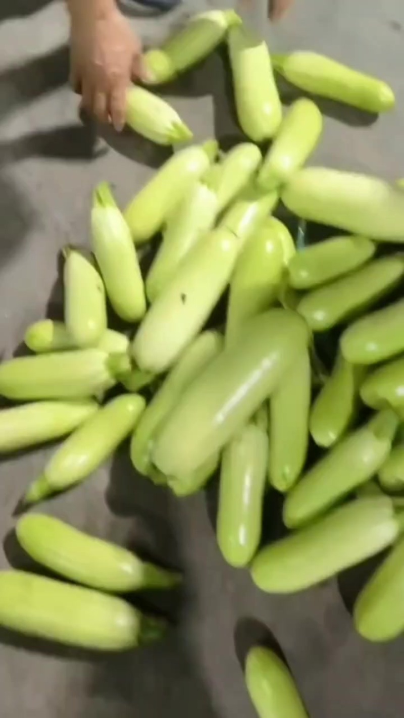 每天提供大量蔬菜
