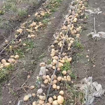 实验一土豆