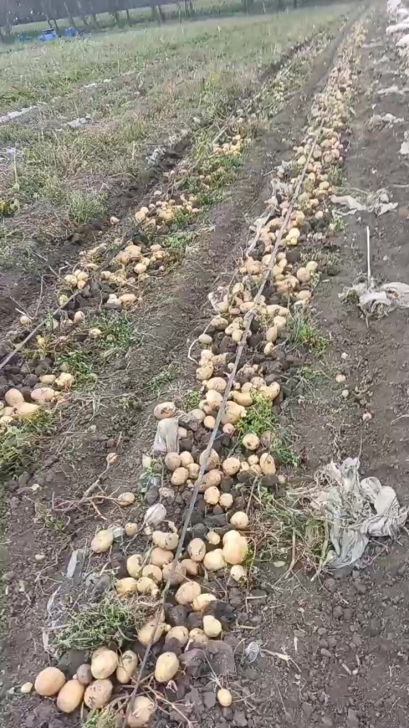 实验一土豆