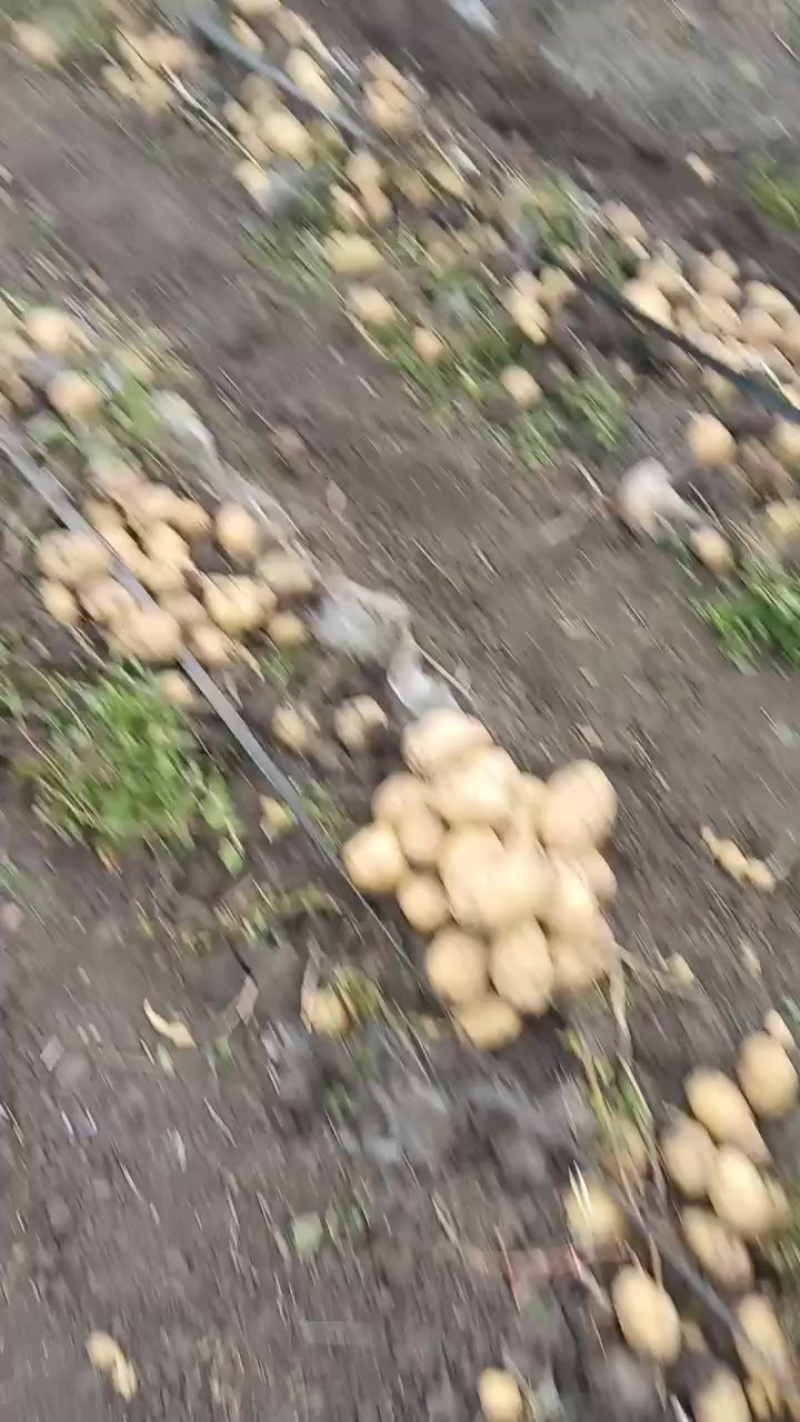 实验一土豆
