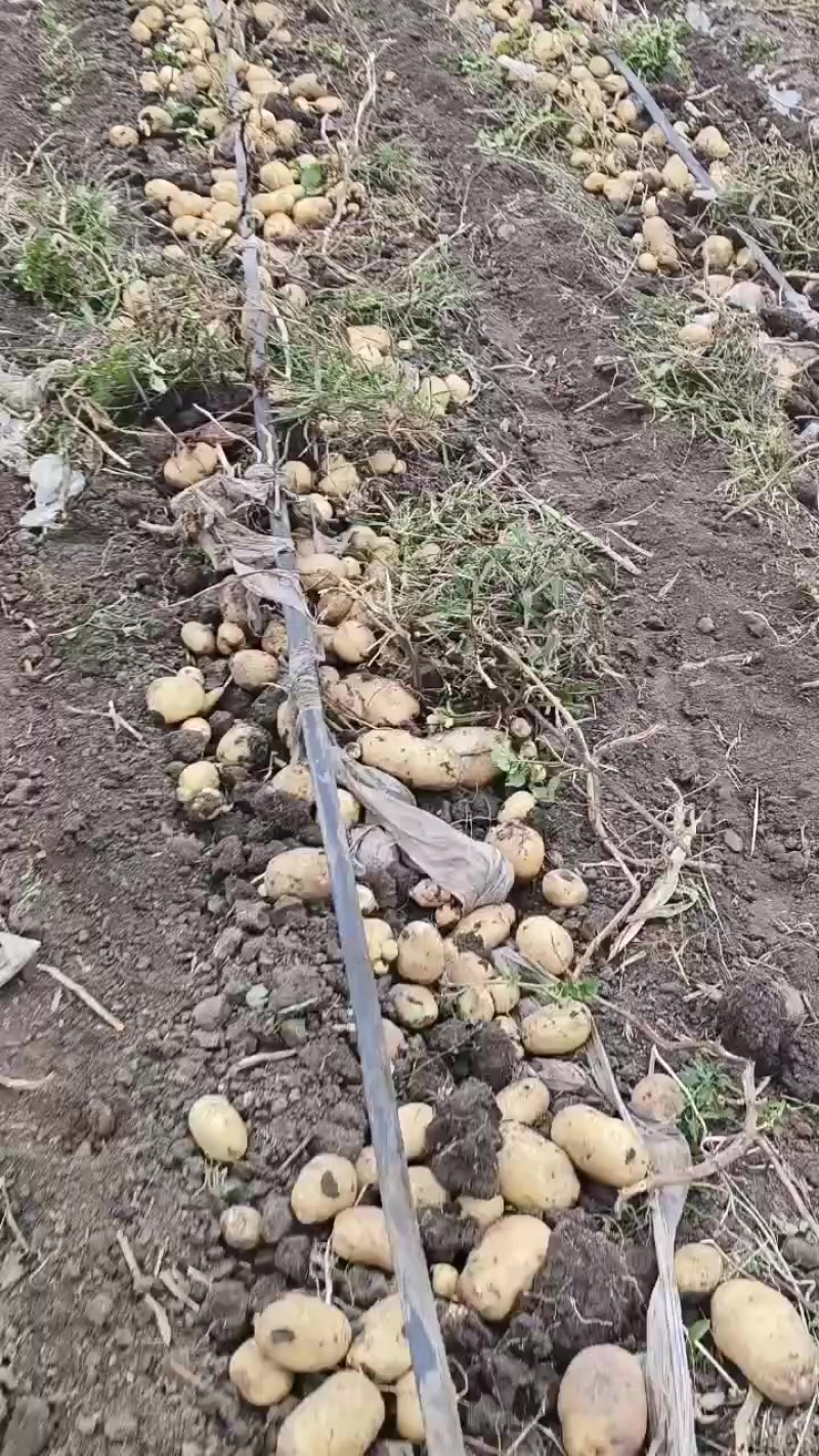 实验一土豆