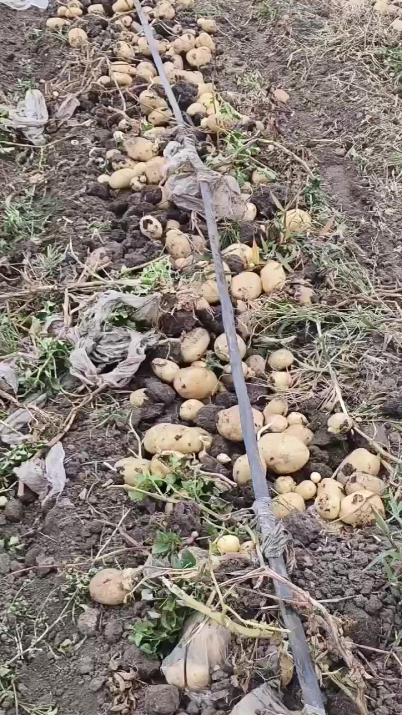 实验一土豆