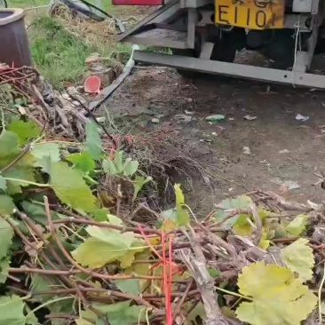 占地葡萄树