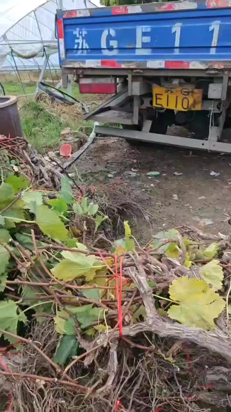 占地葡萄树