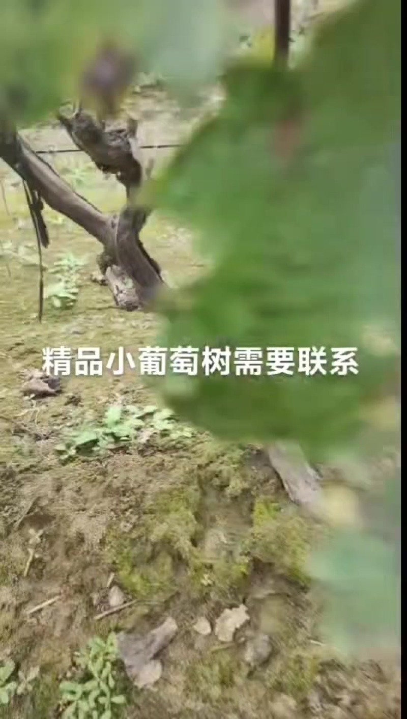 占地葡萄树