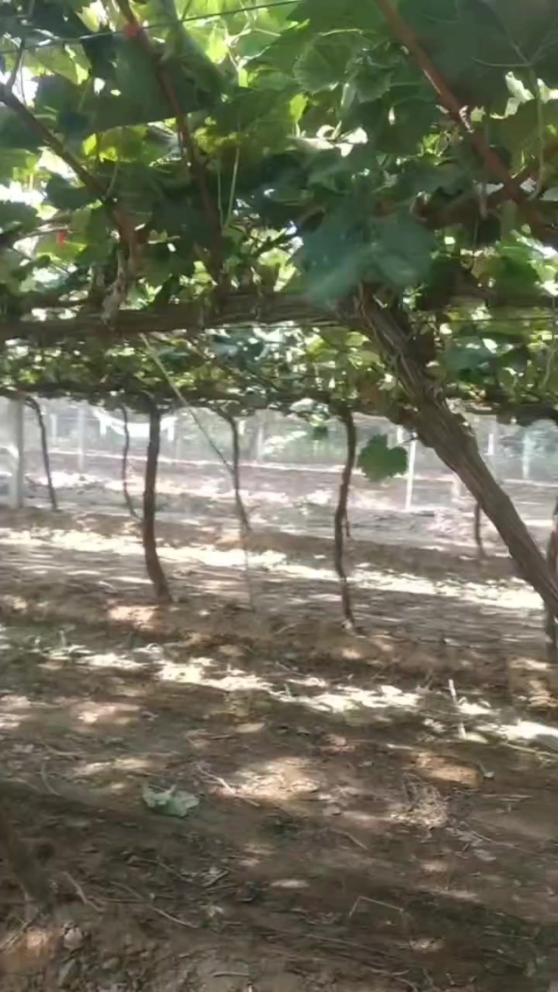 占地葡萄树