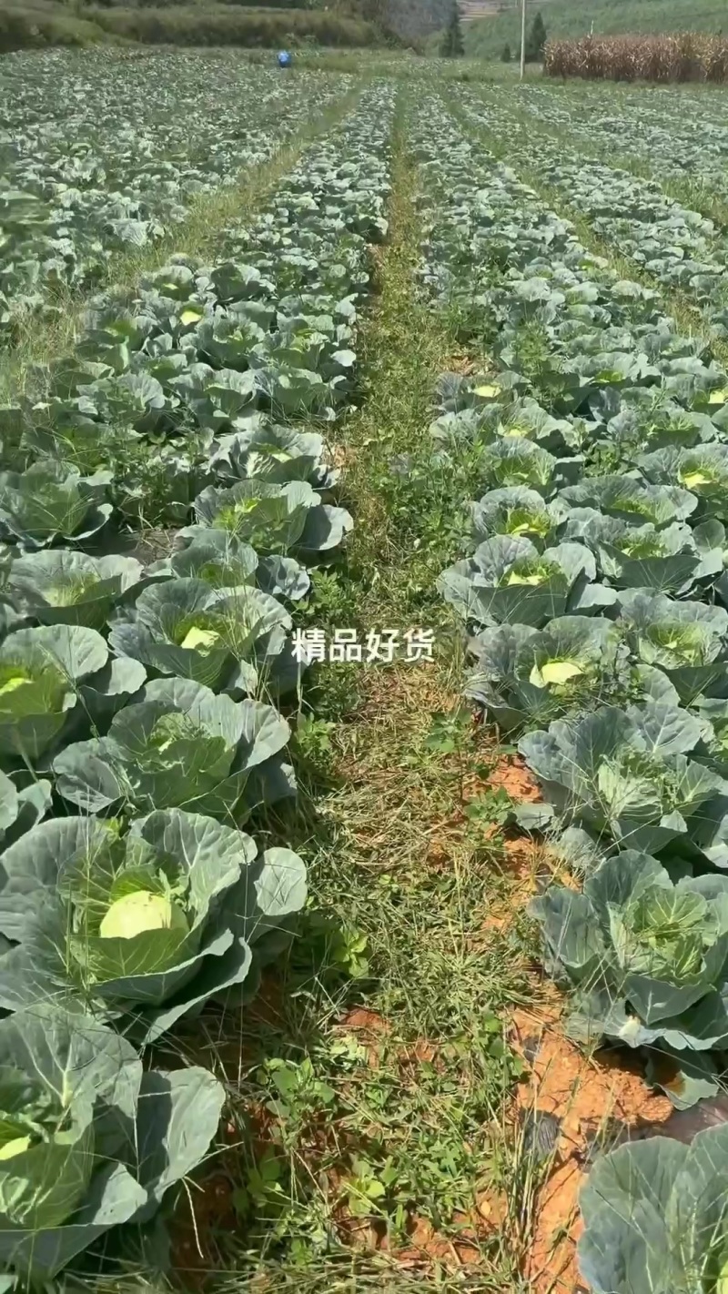 贵州铁头只够一个6.8车型现货直发，先到先得！