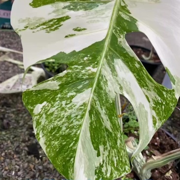 白锦龟背竹