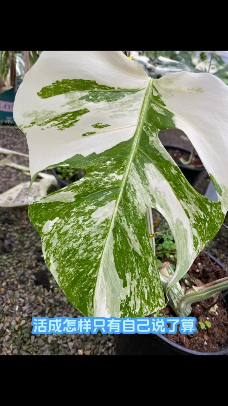 白锦龟背竹