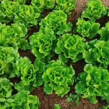 意大利生菜