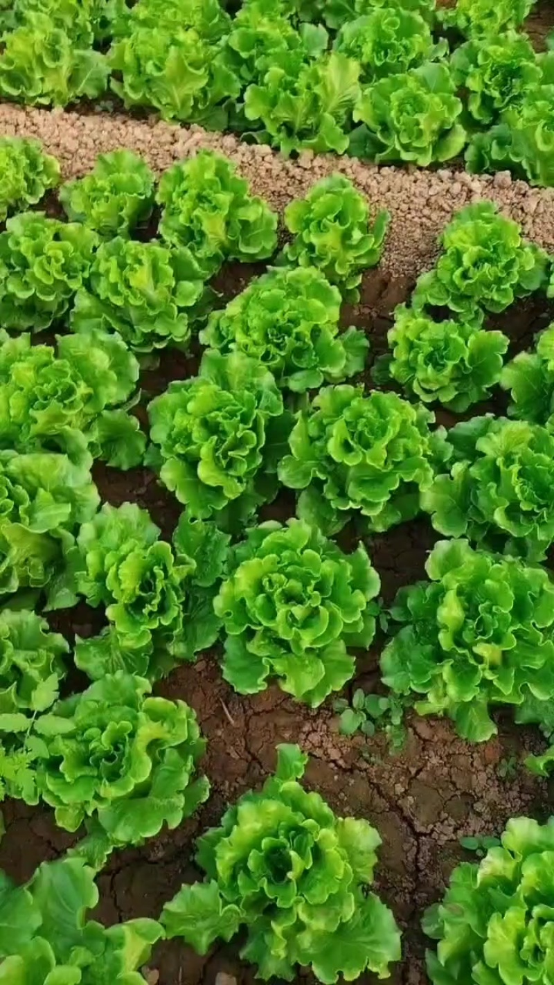 意大利生菜