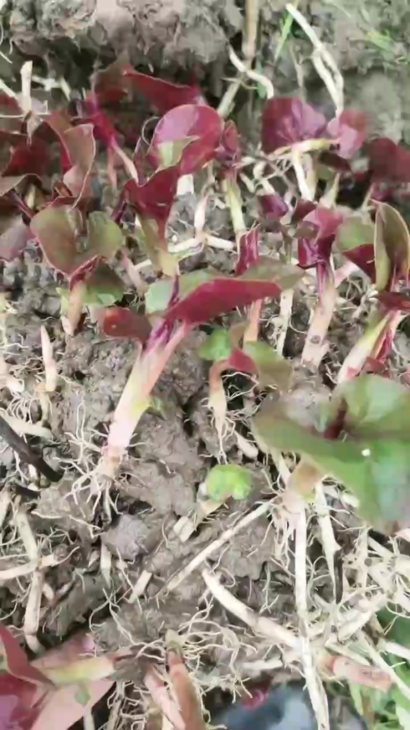 鱼腥草