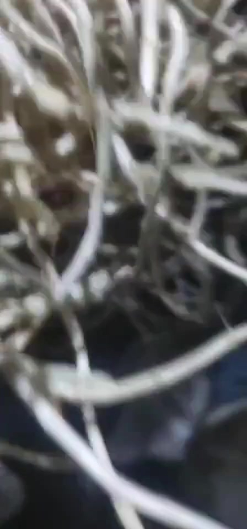 鱼腥草
