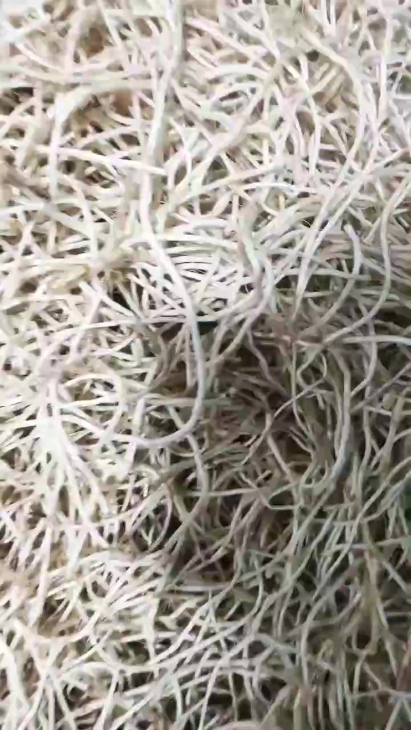 新草上市，大量供应