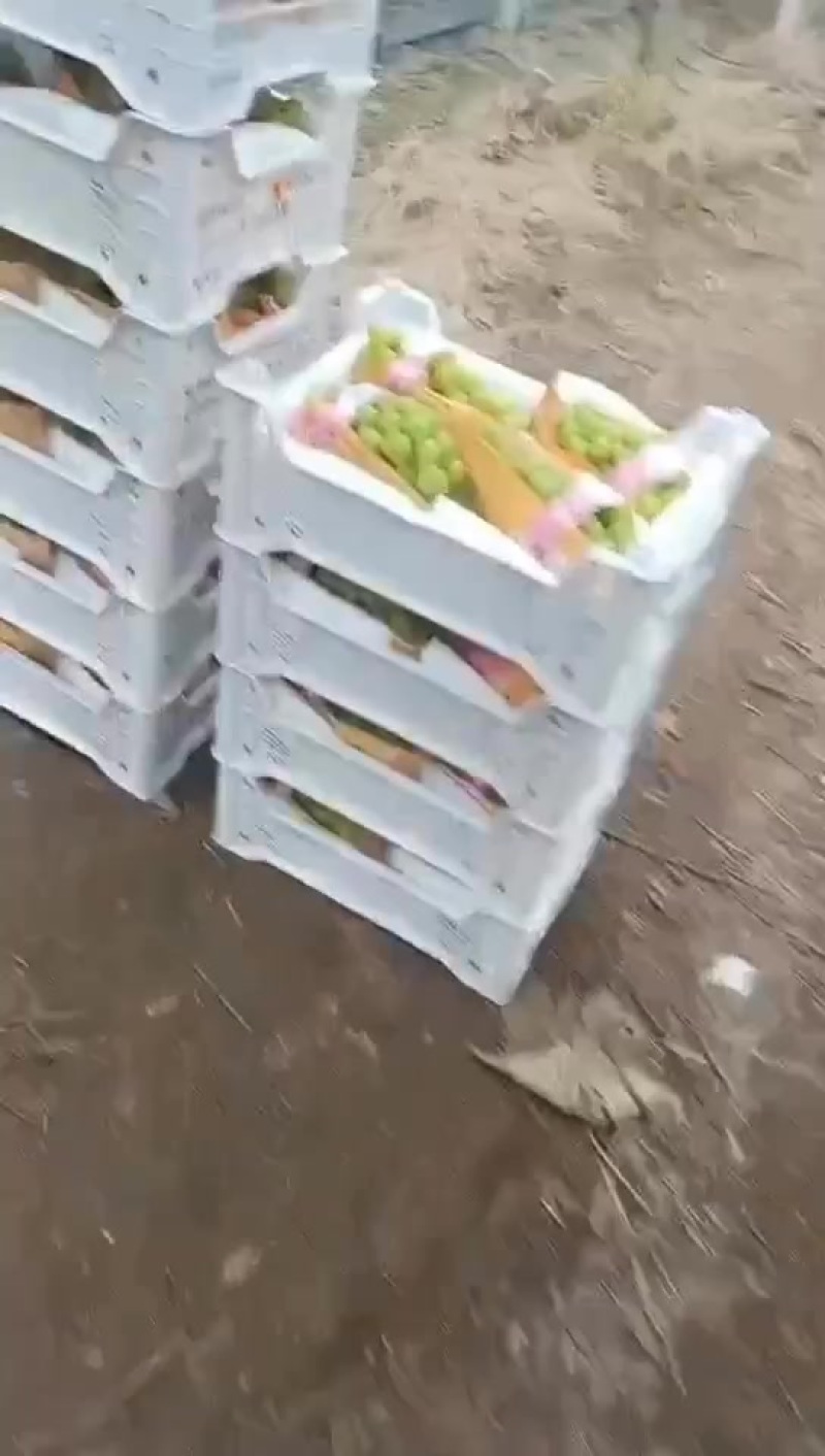 葡萄