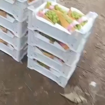 葡萄