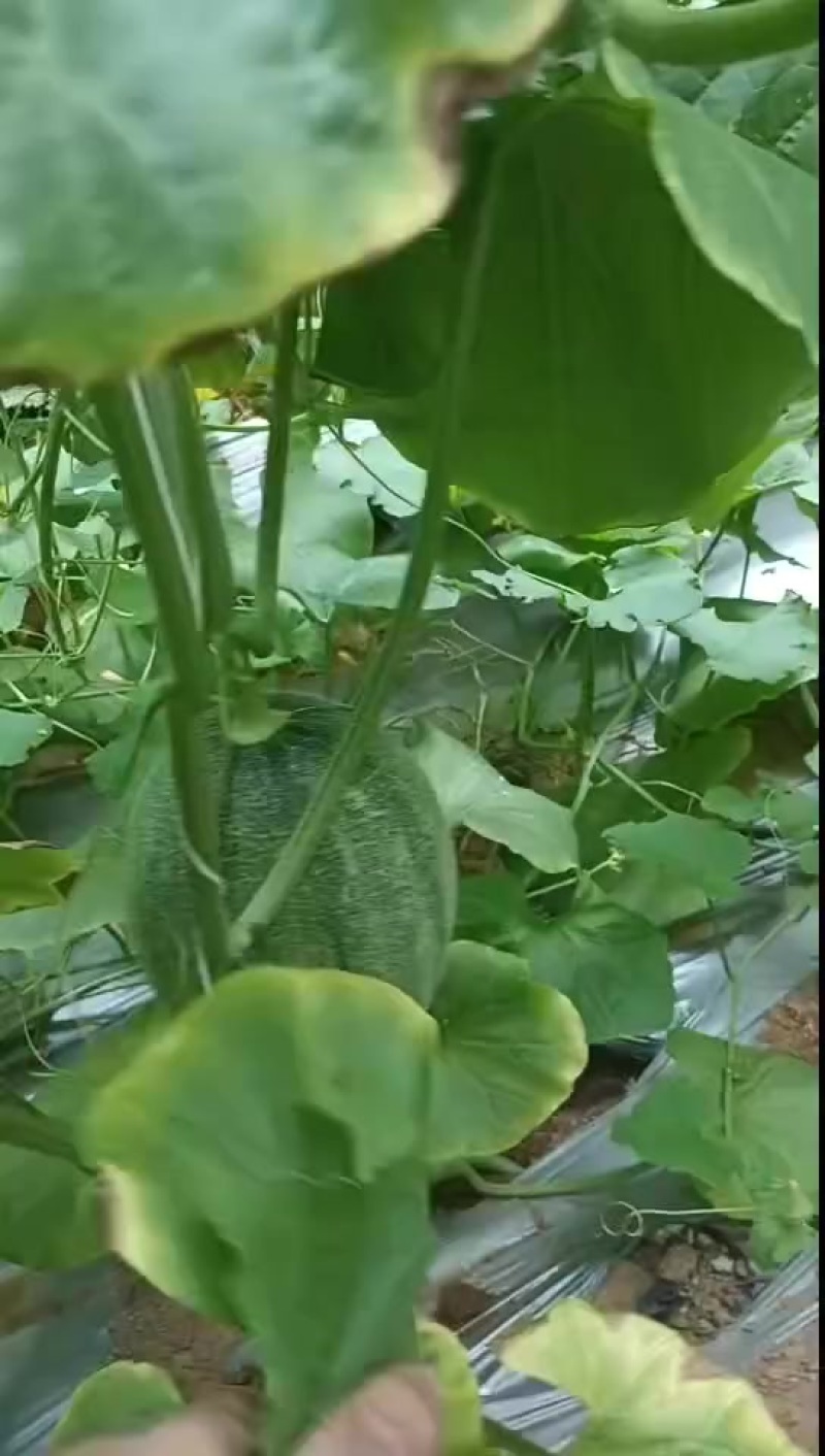 小蜜25