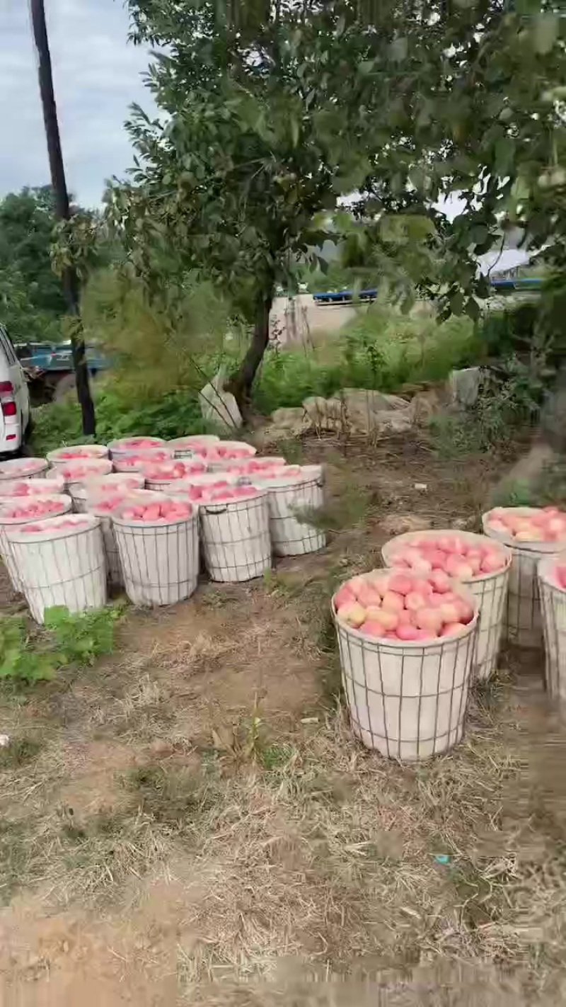 红富士