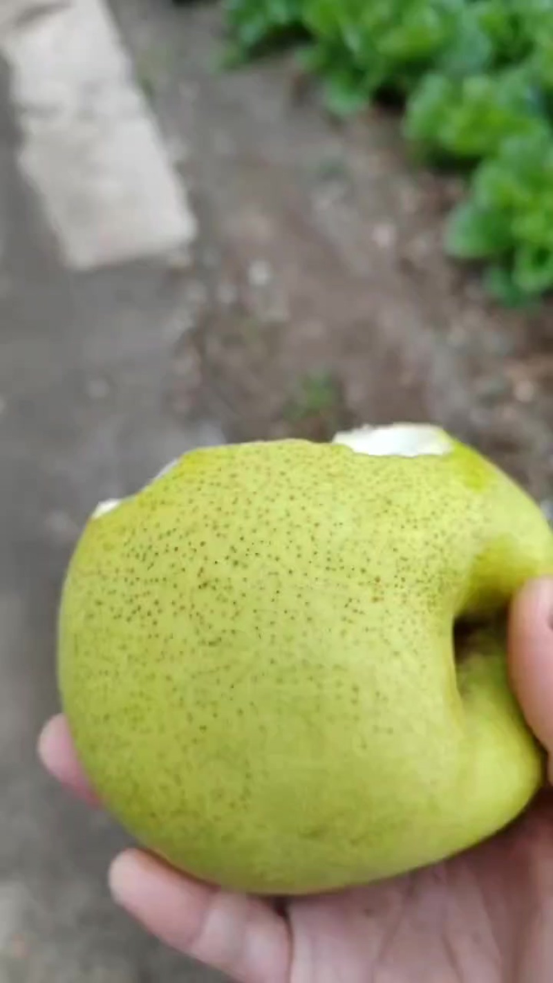 雪花梨