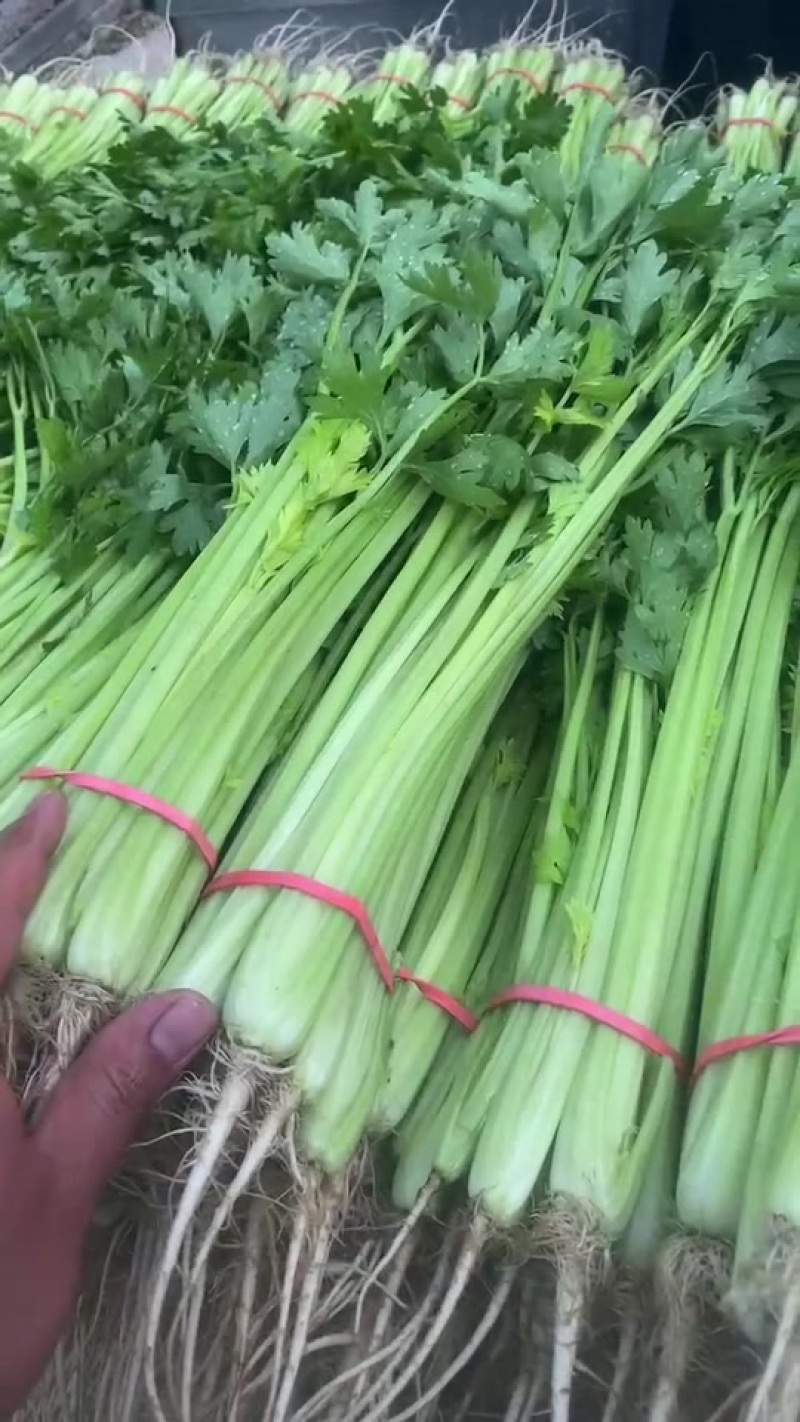 山东优质山芹