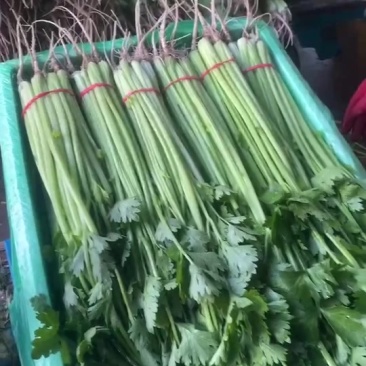 山东优质山芹