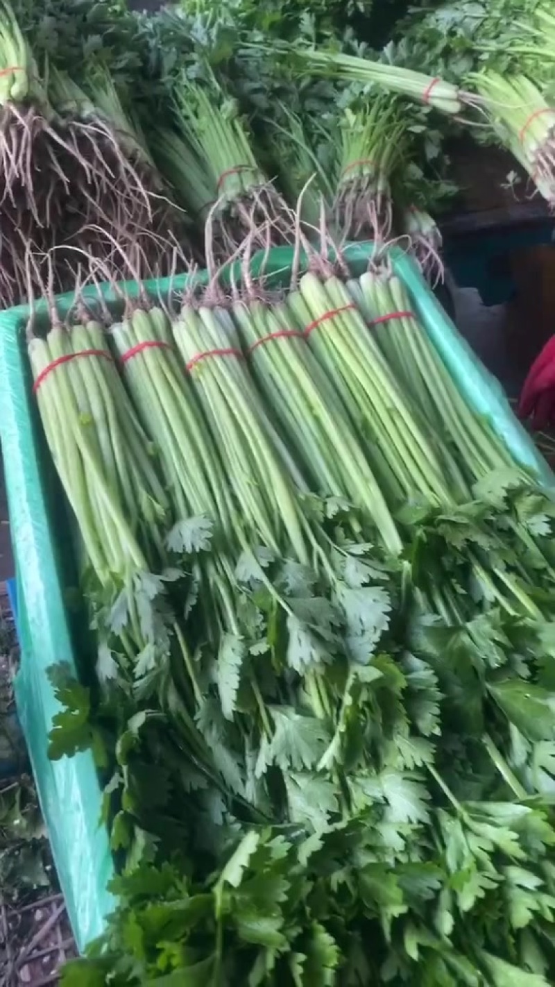 山东优质山芹