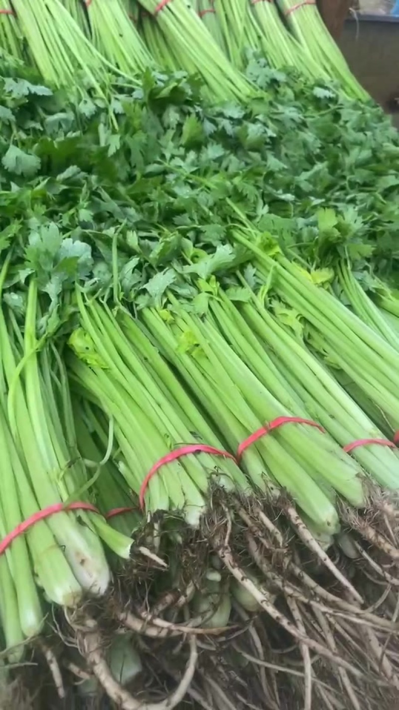 山东优质山芹
