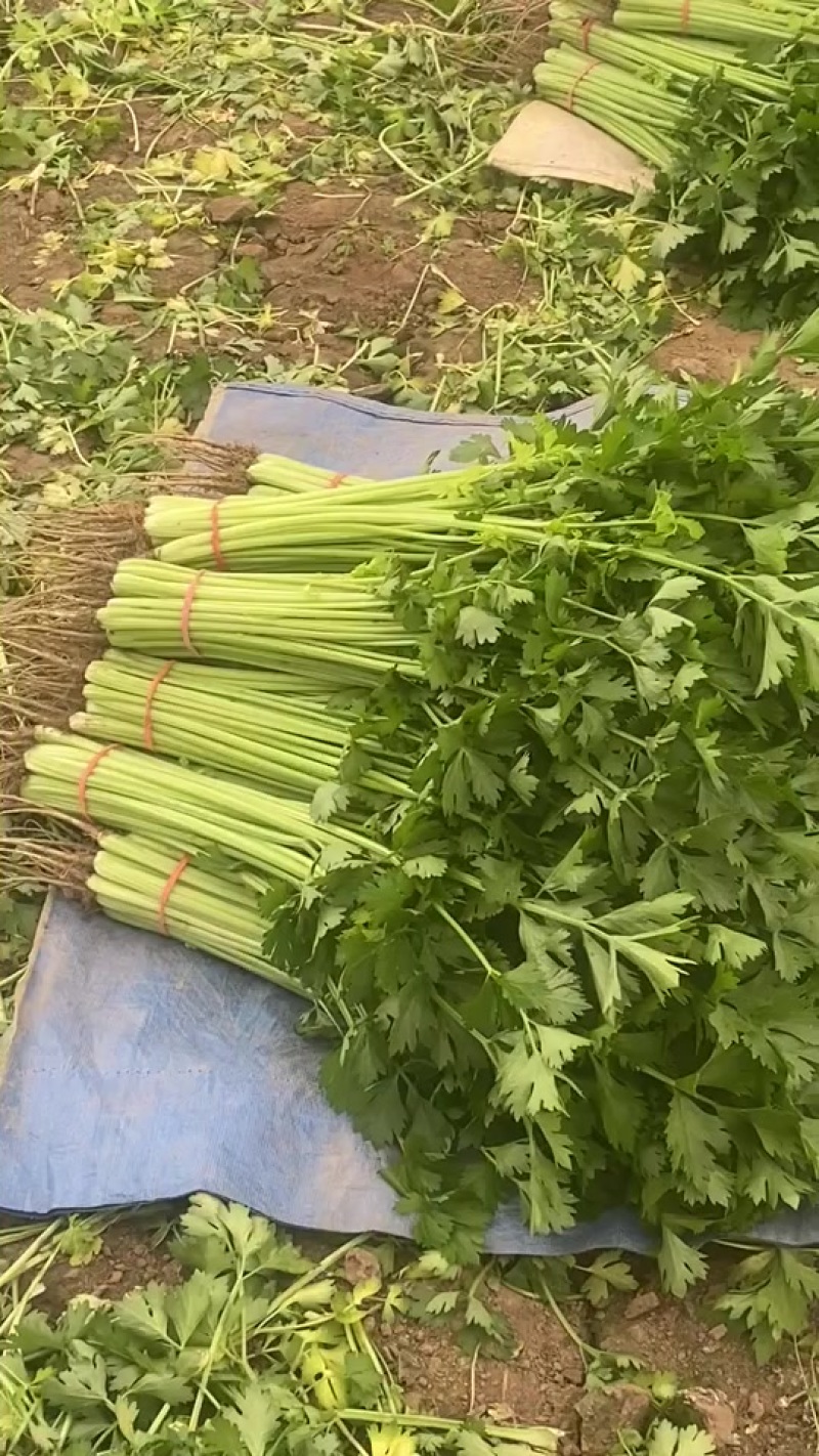 山东优质山芹