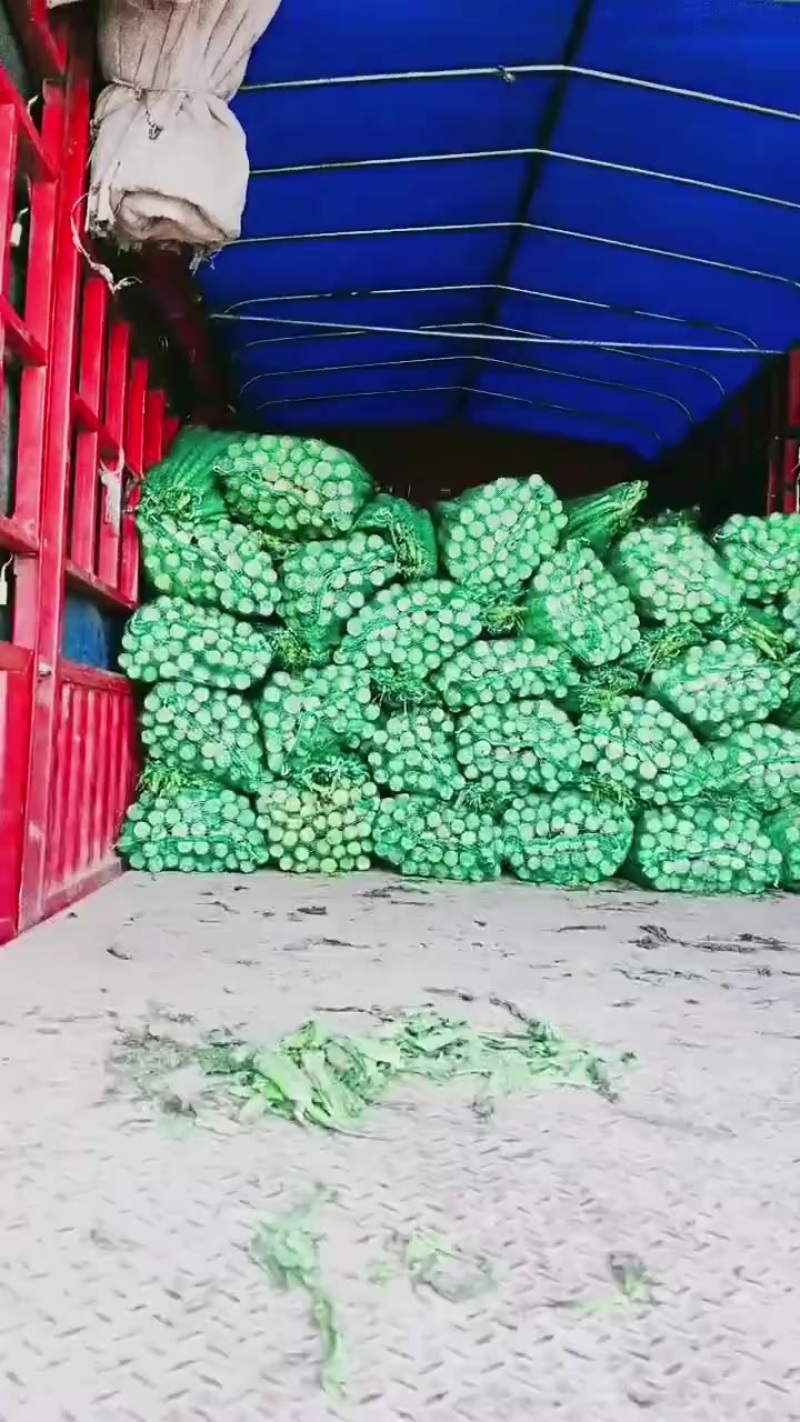 宿州产区莴笋上市了