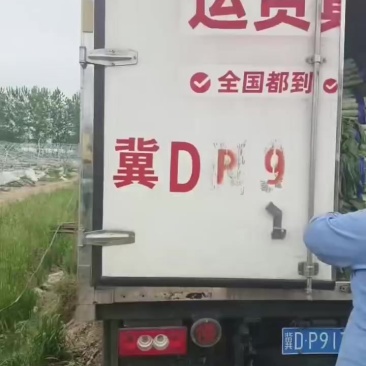 宿州产区莴笋上市了