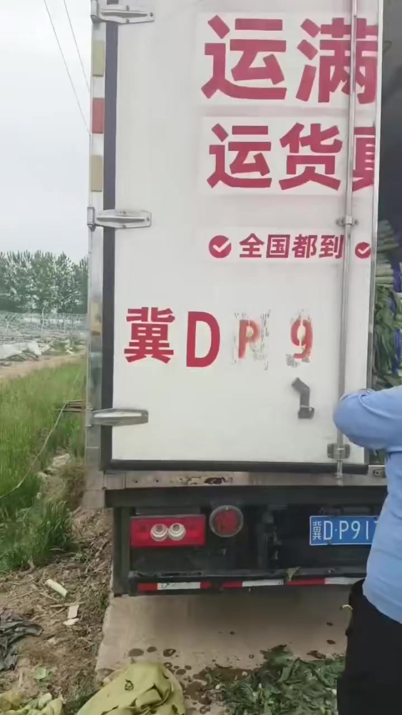 宿州产区莴笋上市了