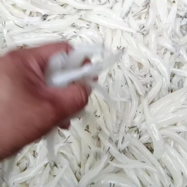 解冻质量大板银鱼。