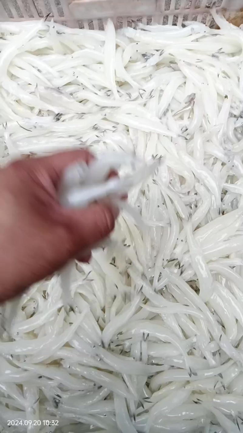 解冻质量大板银鱼。