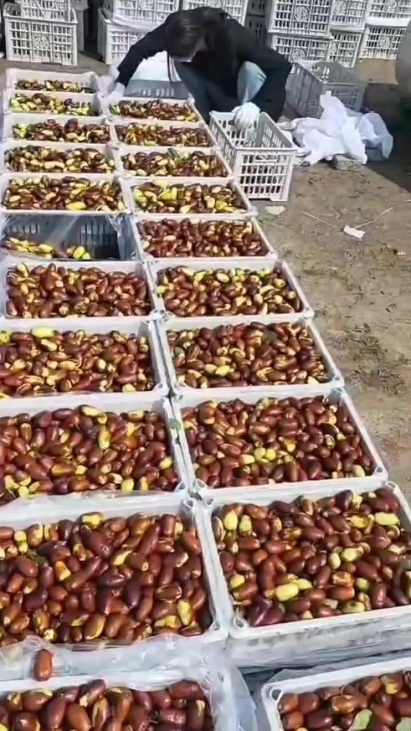 宁夏灵武马牙枣