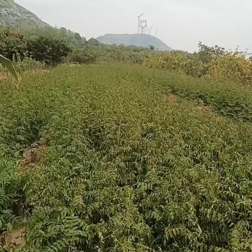 无刺花椒苗