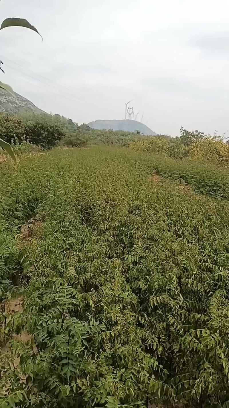 无刺花椒苗