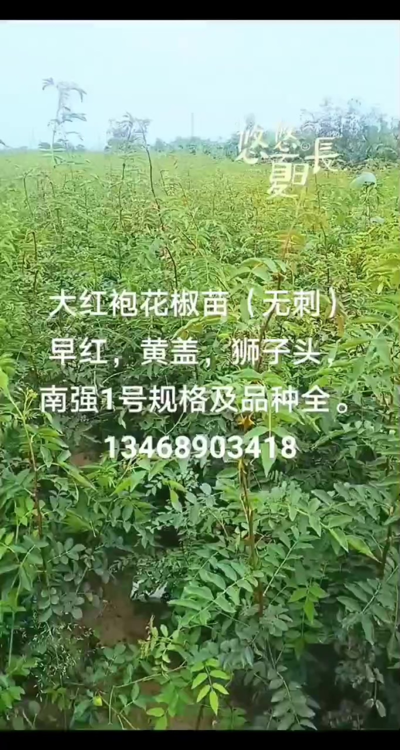 无刺花椒苗