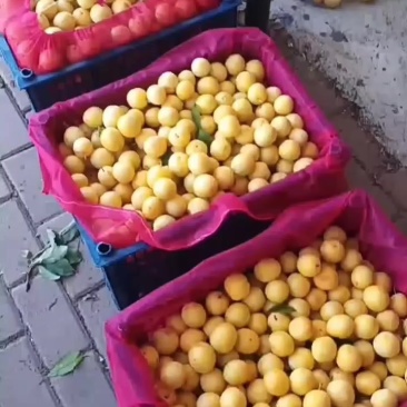 晚黄李子冷库，果面干净