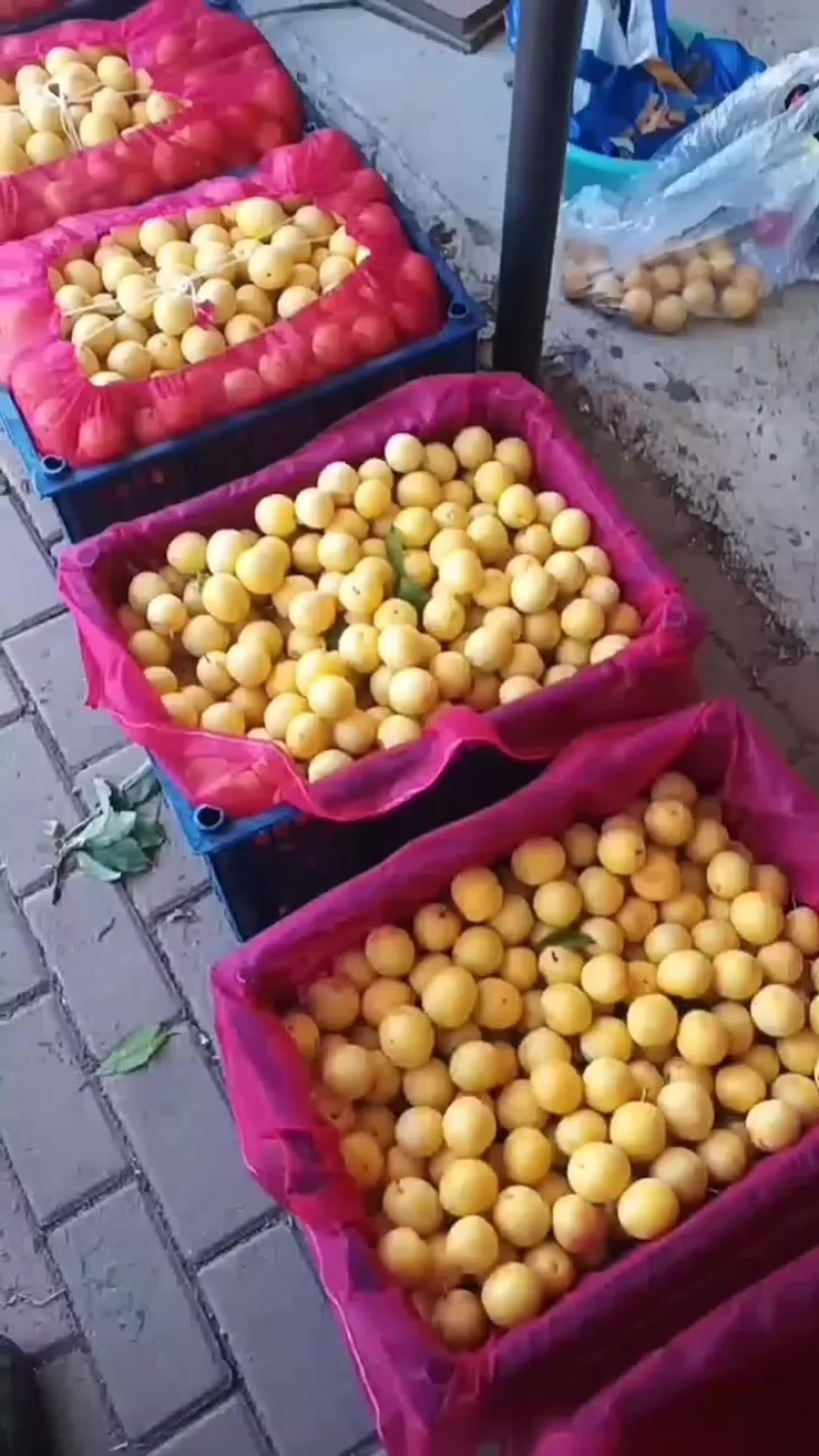 晚黄李子冷库，果面干净