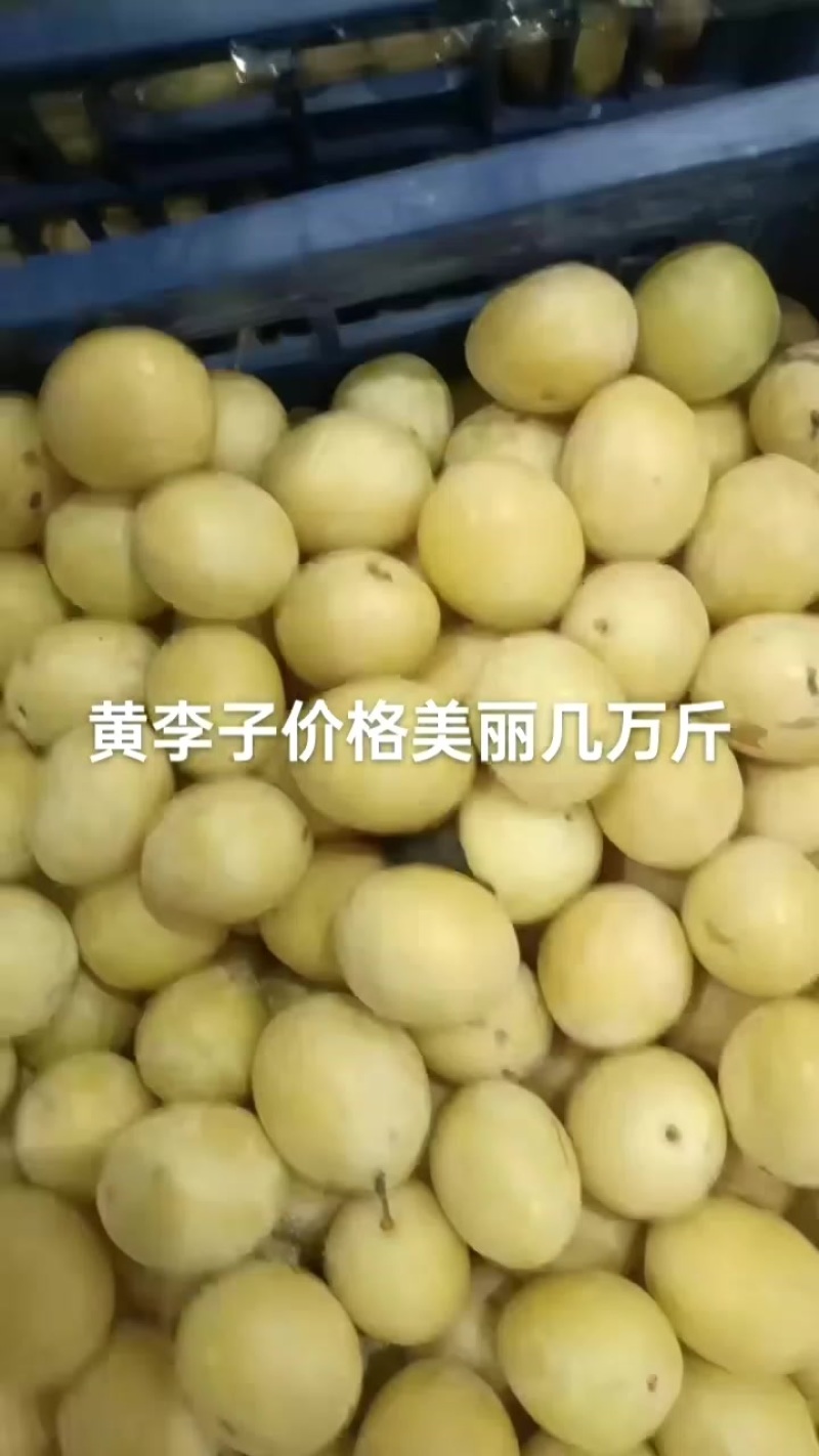 晚黄李子冷库，果面干净