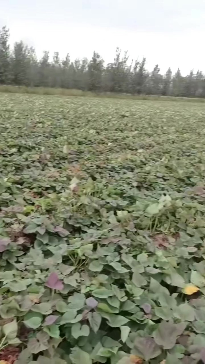 烟薯
